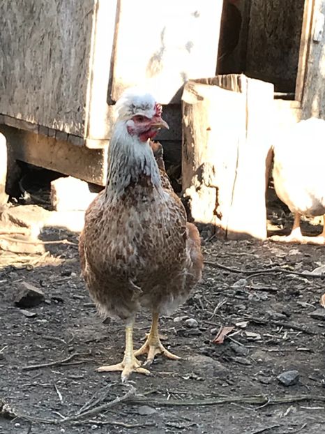 24FF8AB9-CBB0-489F-A69A-19EF50C920B0 - Puisori 2018