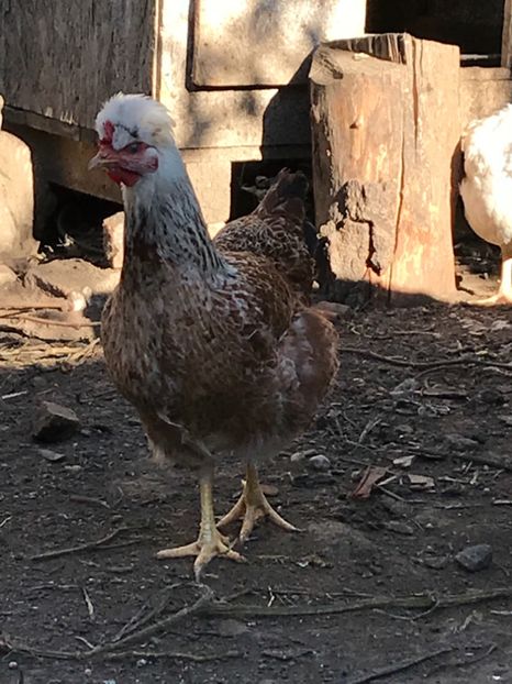 7333CC00-D9BE-45D6-A453-7E88156441E7 - Puisori 2018