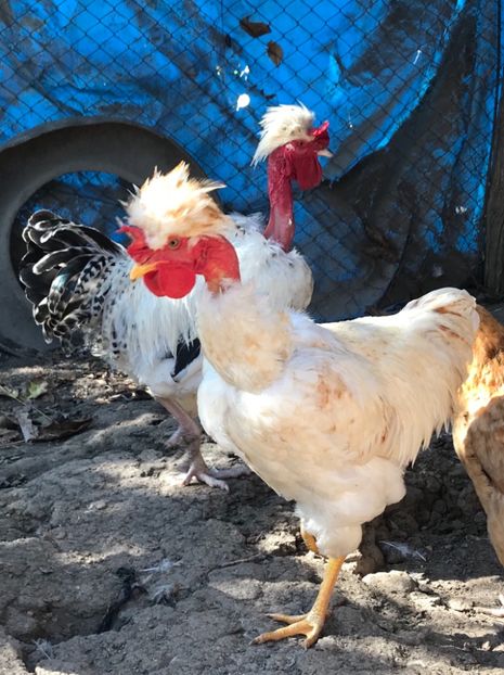 02092D97-F599-4049-93A1-46D39241F401 - Puisori 2018