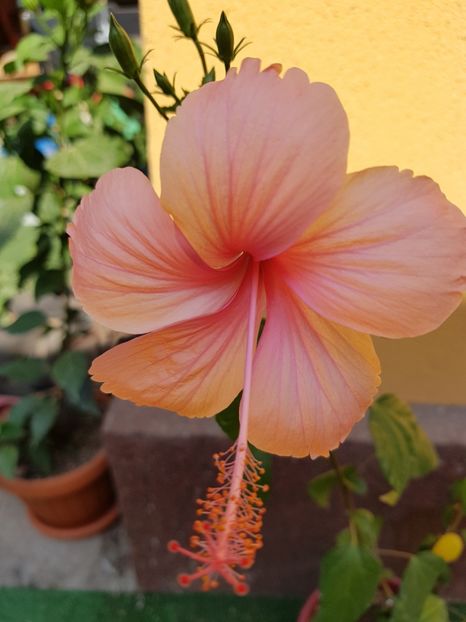  - 1-2 HIBISCUS