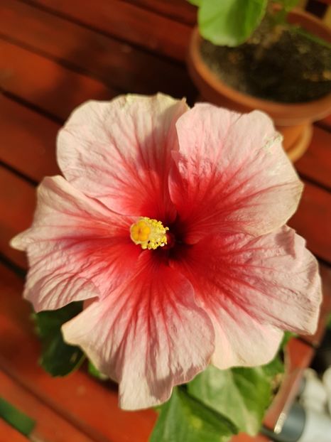 Pink Dream - 1-2 HIBISCUS