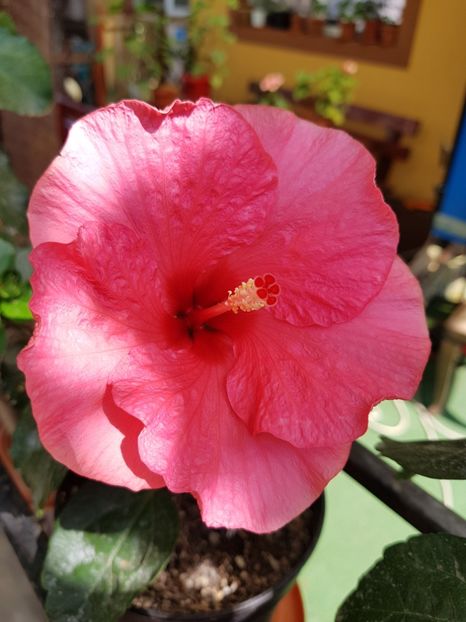  - 1-2 HIBISCUS