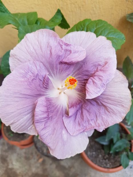  - 1-2 HIBISCUS