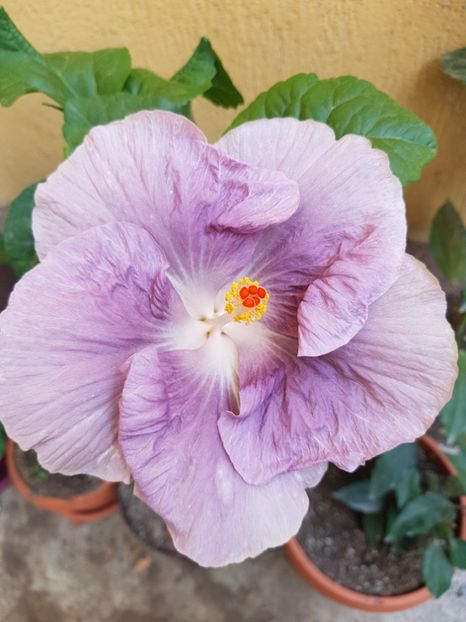  - 1-2 HIBISCUS