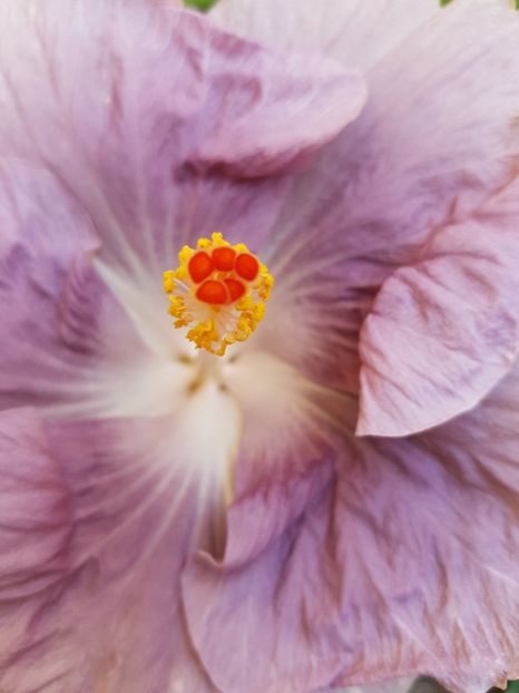 Moorea Mangy Blue - 1-2 HIBISCUS