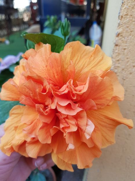 20180902_173824(0) - 1-2 HIBISCUS