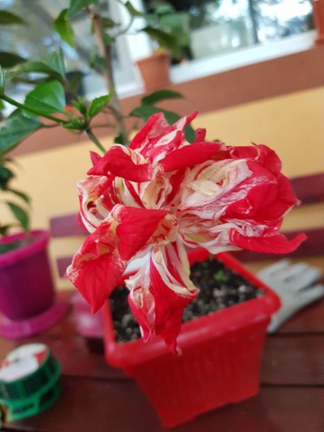 20180919_184544(0) - 1-2 HIBISCUS