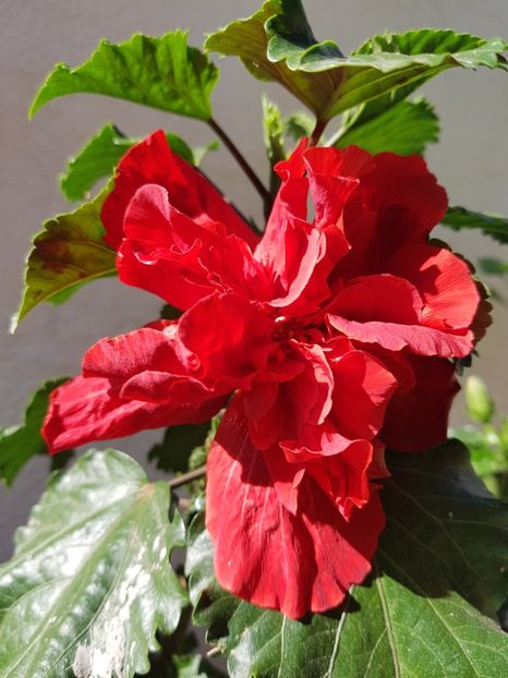 20180922_105814(0) - 1-2 HIBISCUS