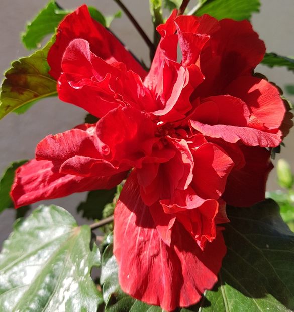  - 1-2 HIBISCUS