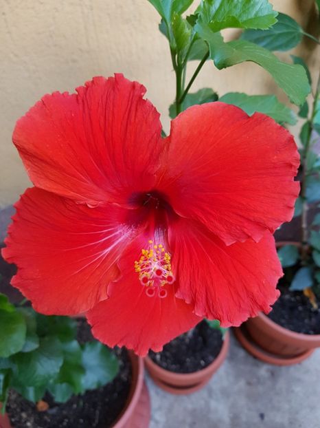  - 1-2 HIBISCUS