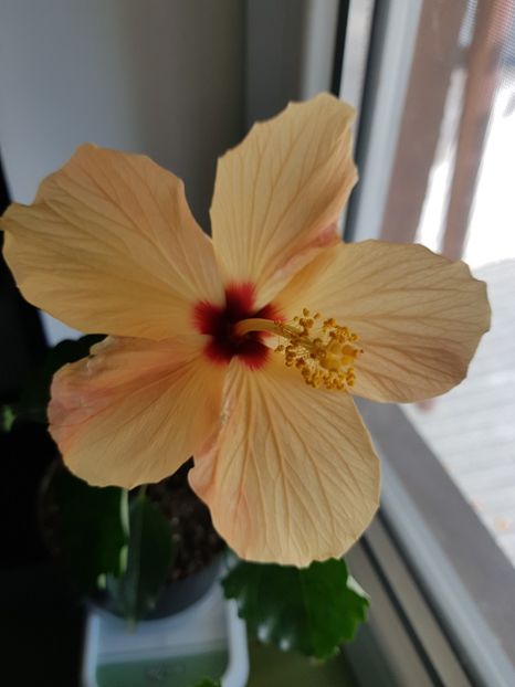  - 1-2 HIBISCUS