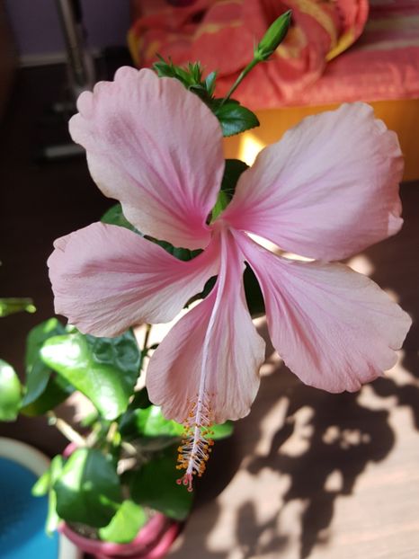  - 1-2 HIBISCUS