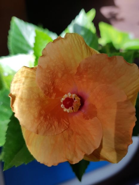  - 1-2 HIBISCUS
