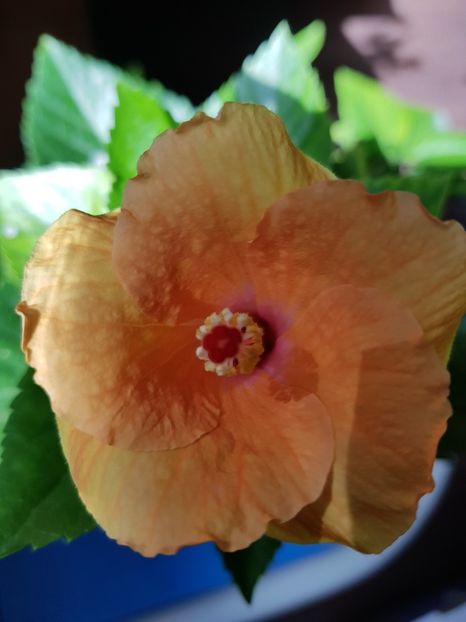  - 1-2 HIBISCUS