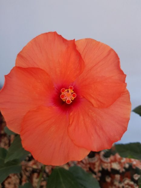  - 1-2 HIBISCUS