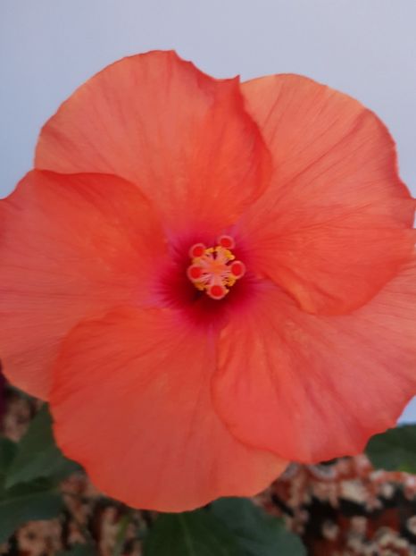  - 1-2 HIBISCUS