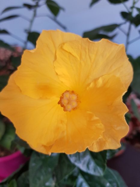 20181007_130519(0) - 1-2 HIBISCUS