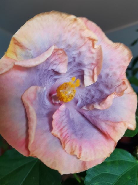 20181007_130544(0) - 1-2 HIBISCUS