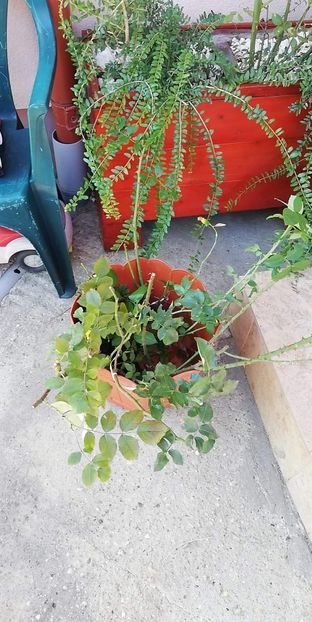 Multumesc Floralia - Ultimele achizitii