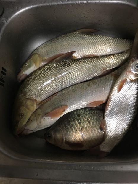 09-10-1018-Vadu Rosca - 11-Alt hobby