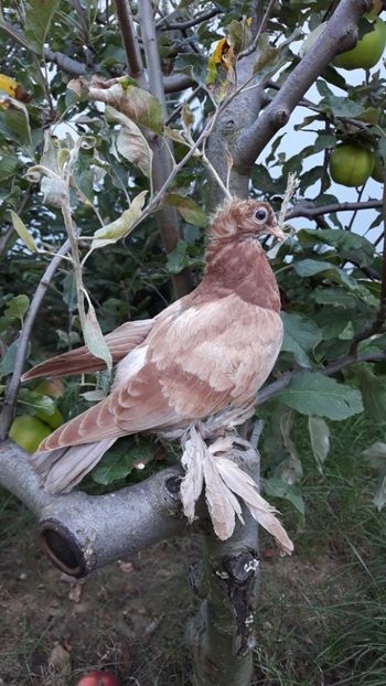 Tot din albaștri - JDB-unicolori ALBAȘTRI