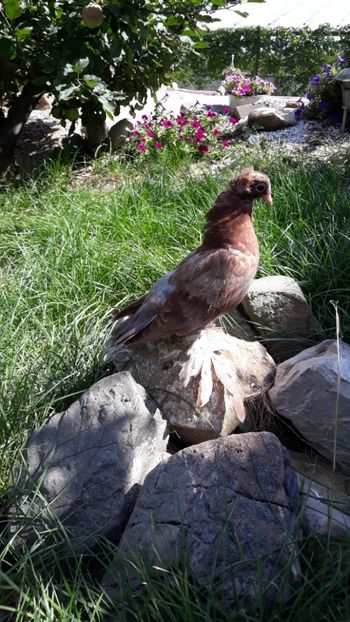  - JDB-unicolori ALBAȘTRI