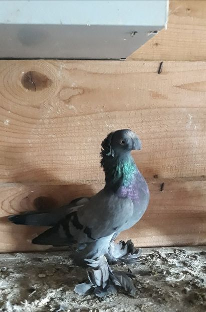  - JDB-unicolori ALBAȘTRI