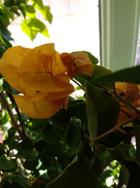  - Bougainvillea