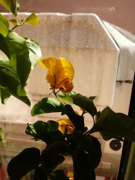  - Bougainvillea