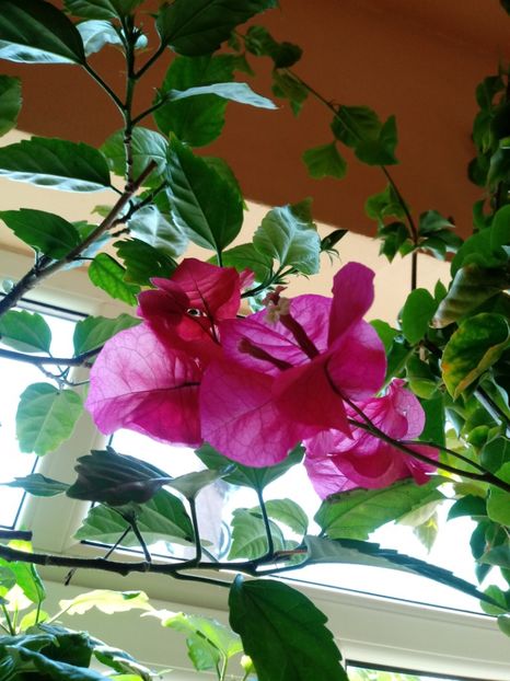  - Bougainvillea