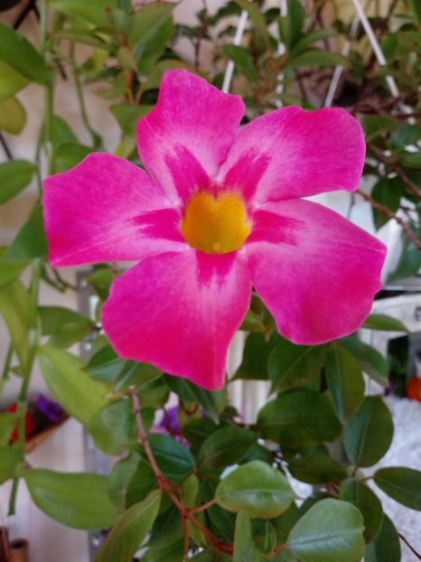  - Dipladenia-Allamanda