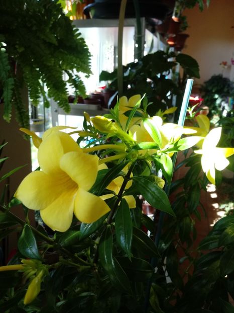 Allamanda - Dipladenia-Allamanda