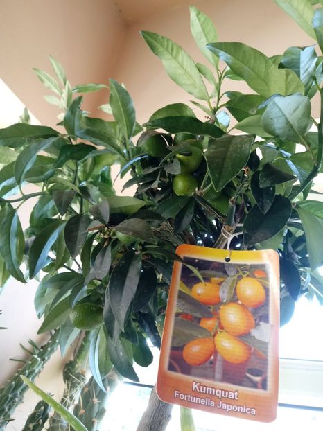 Kumquat-Citrus Japonica - Diverse flori