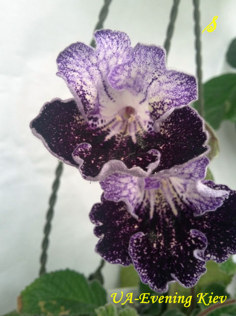 UA-Evening Kiev(10-x-2018) - Streptocarpusi 2018