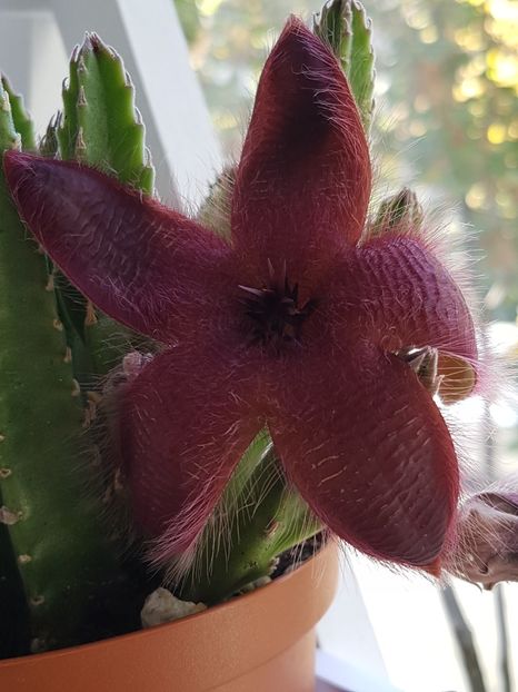 Stapelia hirsuta-s-a deschis bobocul cel urias! - Stapeliade 2018-2021-2022