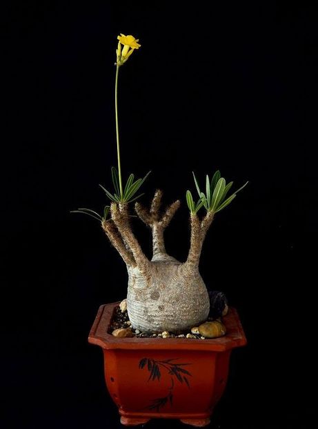 Pachypodium gracilius - Whish list pentru viata urmatoare1