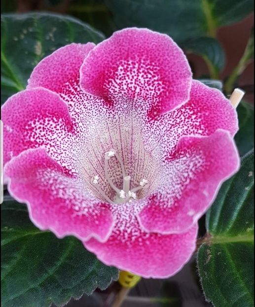 Elia 37-1 - gloxinia 2018