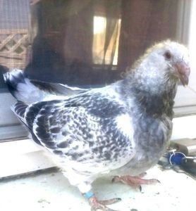 111292255_DAMXAVN - 3 CIOCANITI AZUR-VANDUTI