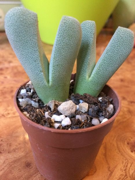 Cheiridopsis vanzylii - Cactusi si suculente