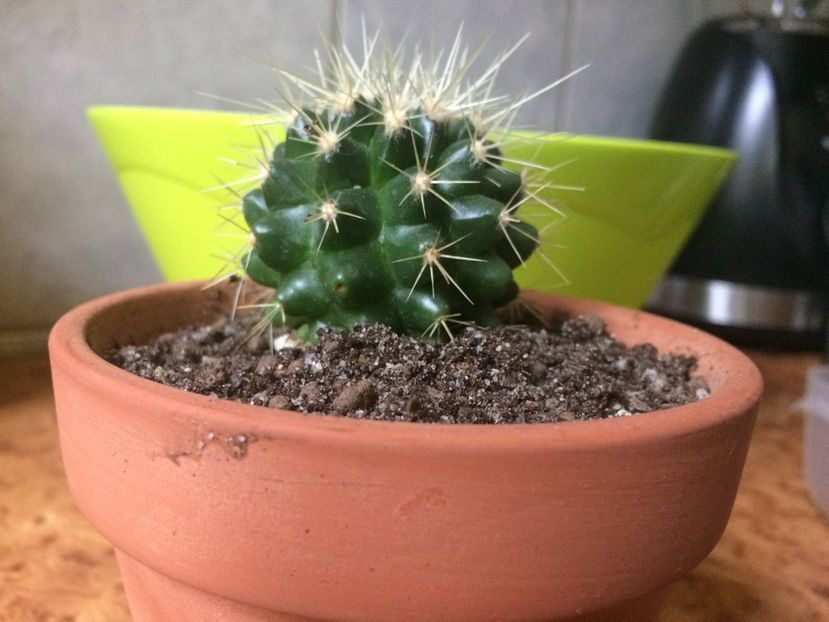 Coryphantha maiz-tablasen... - Cactusi si suculente