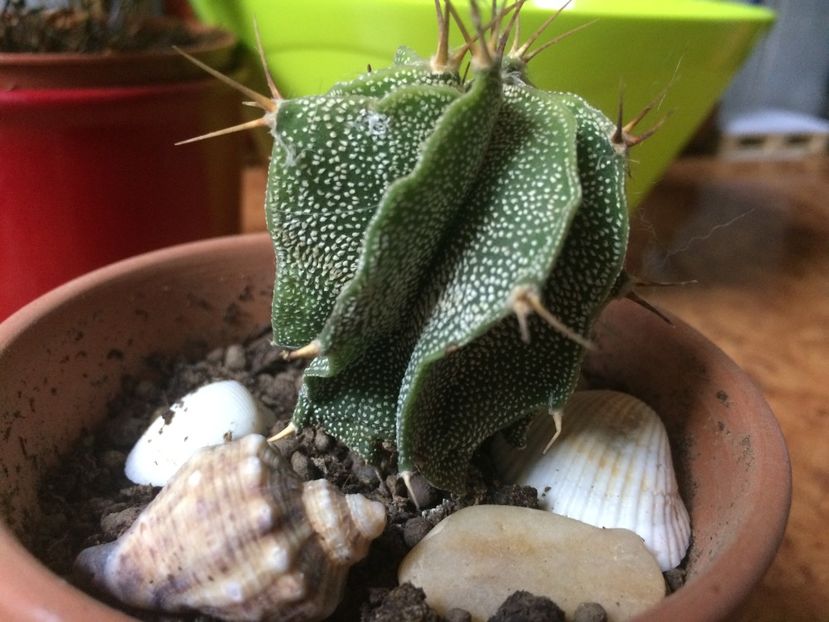 Astrophytum myriostigma ornatum - Cactusi si suculente