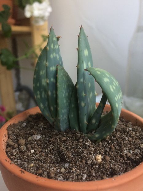 Aloe marlothii - Cactusi si suculente