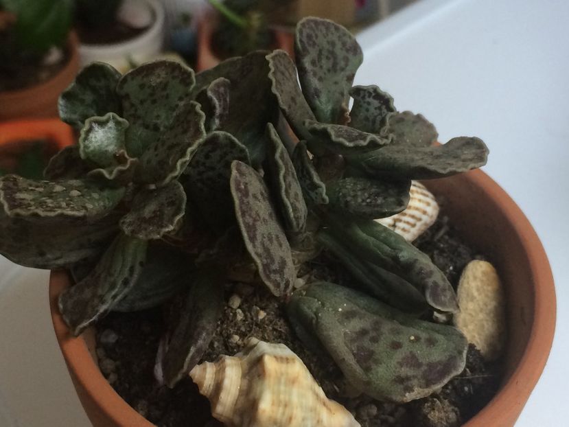 Adromischus rupicola - Cactusi si suculente