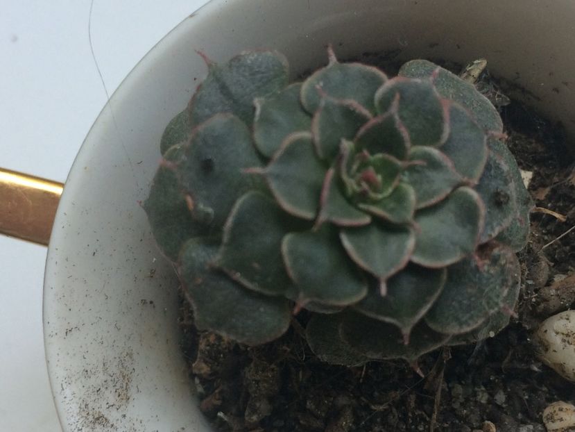  - Cactusi si suculente