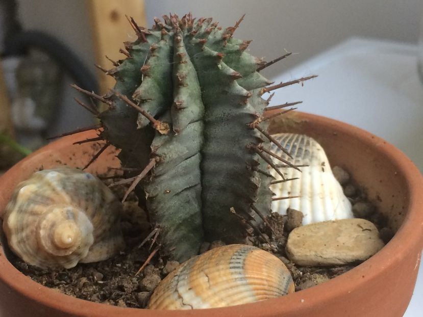  - Cactusi si suculente