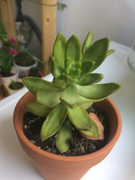  - Cactusi si suculente