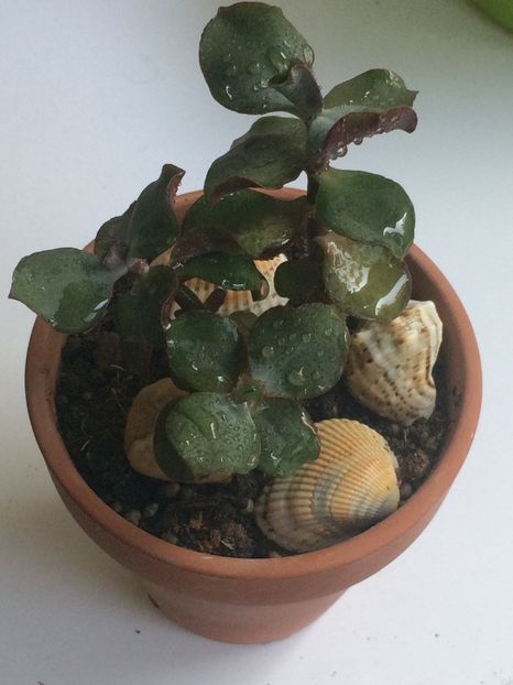  - Cactusi si suculente