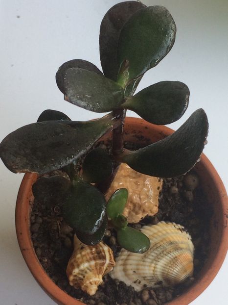  - Cactusi si suculente