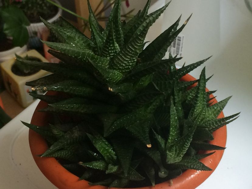  - Cactusi si suculente