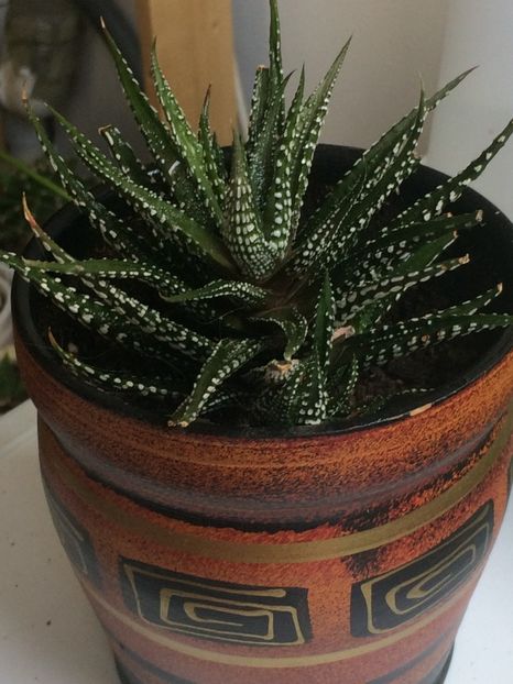  - Cactusi si suculente